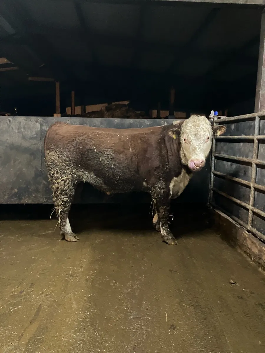 Pedigree Hereford Bull - Image 1