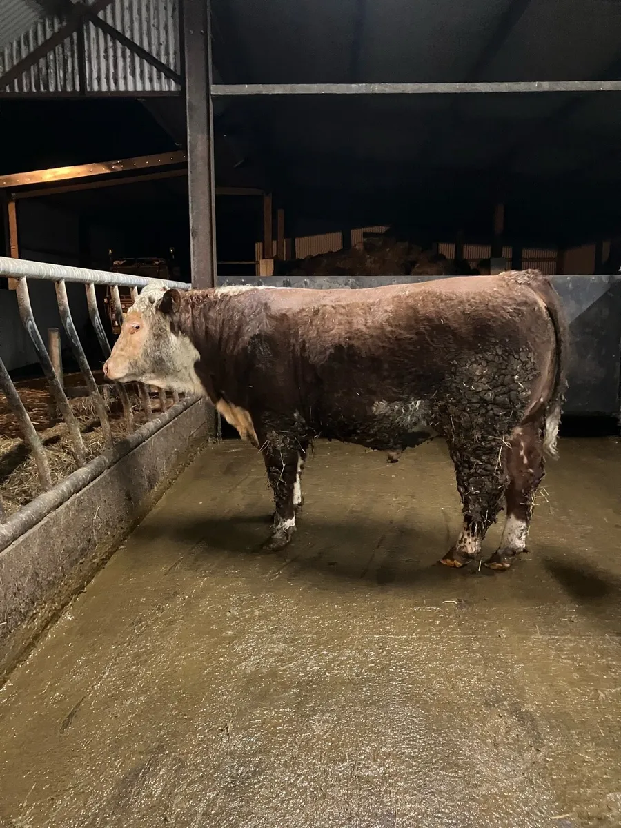 Pedigree Hereford Bull - Image 2