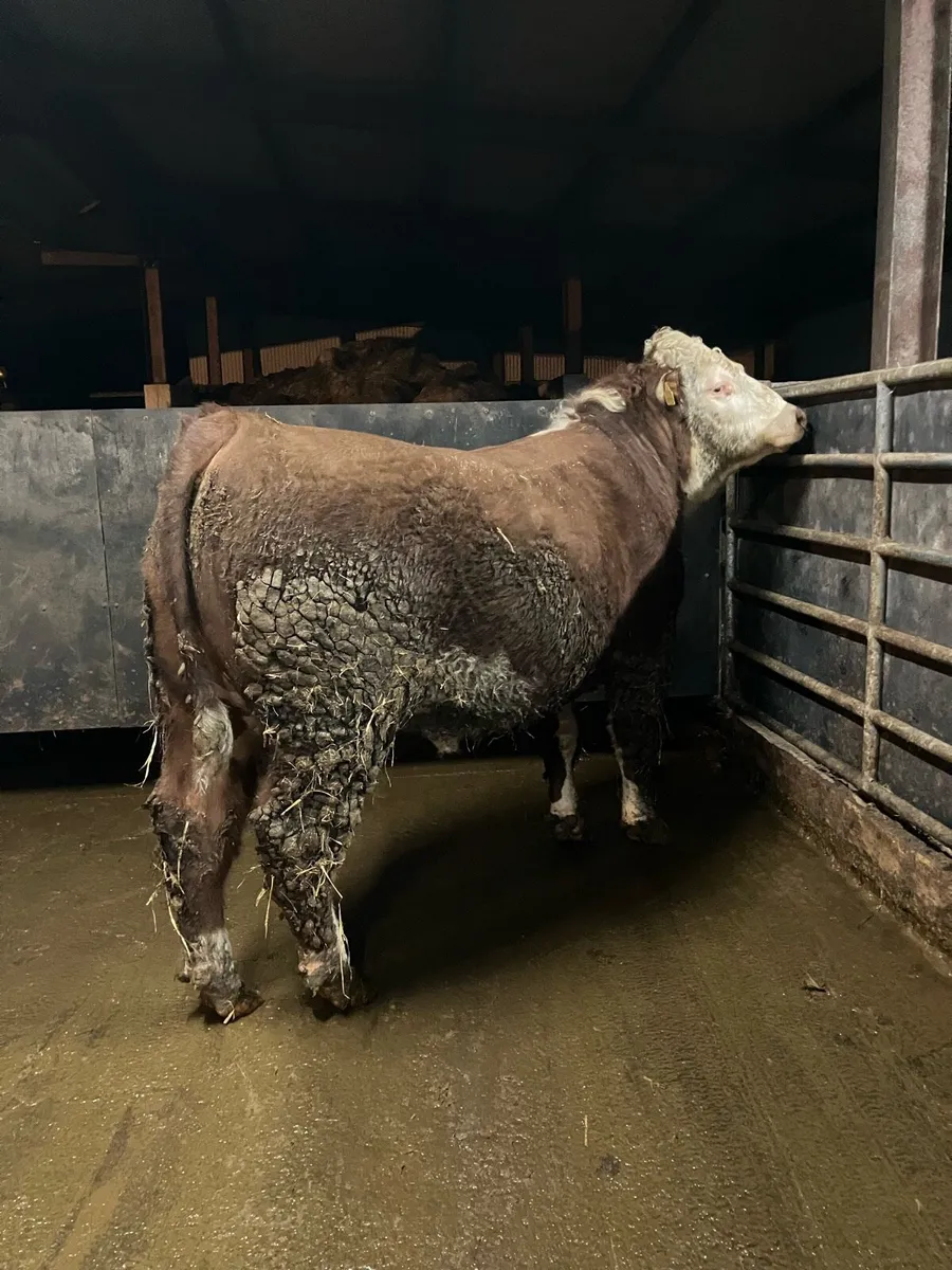 Pedigree Hereford Bull - Image 3