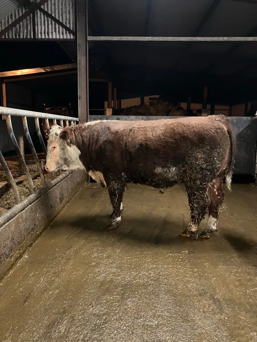 Pedigree Hereford Bull - Image 4