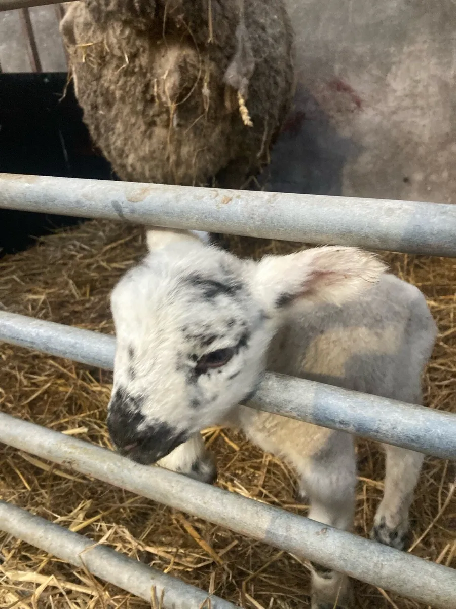 ⚠️Pet lambs (lough egish area) - Image 1