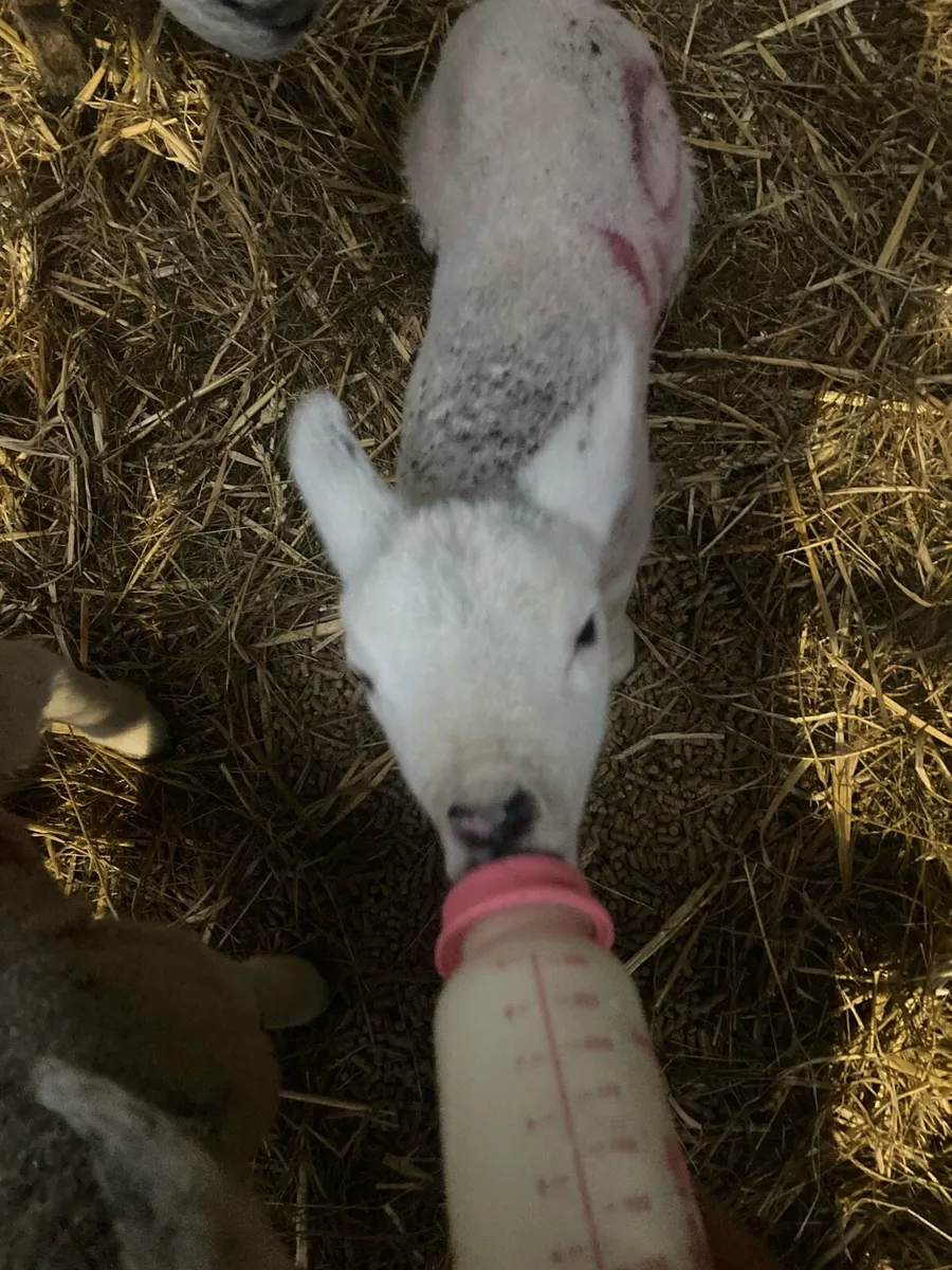 ⚠️Pet lambs (lough egish area) - Image 2