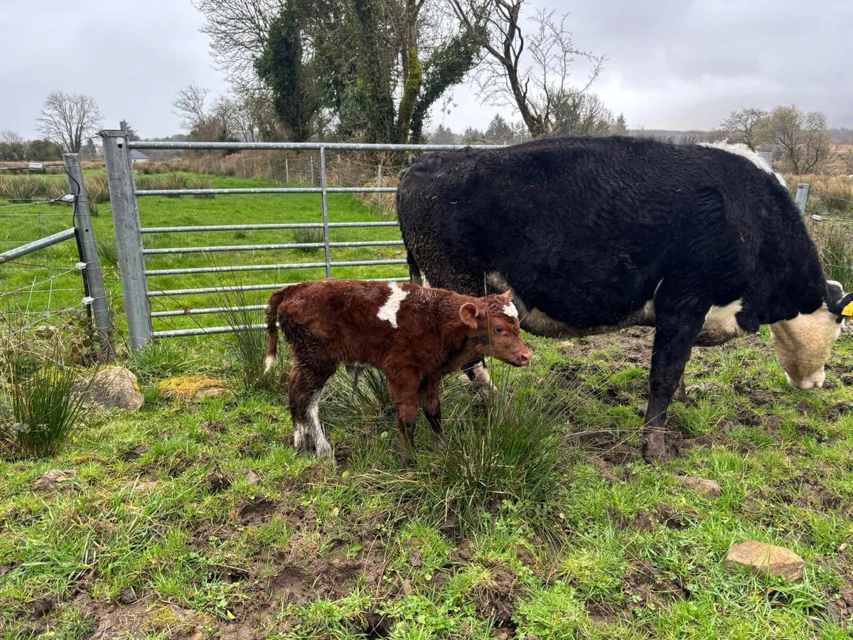 Whitehead cow shorthorn bull calf - Image 1