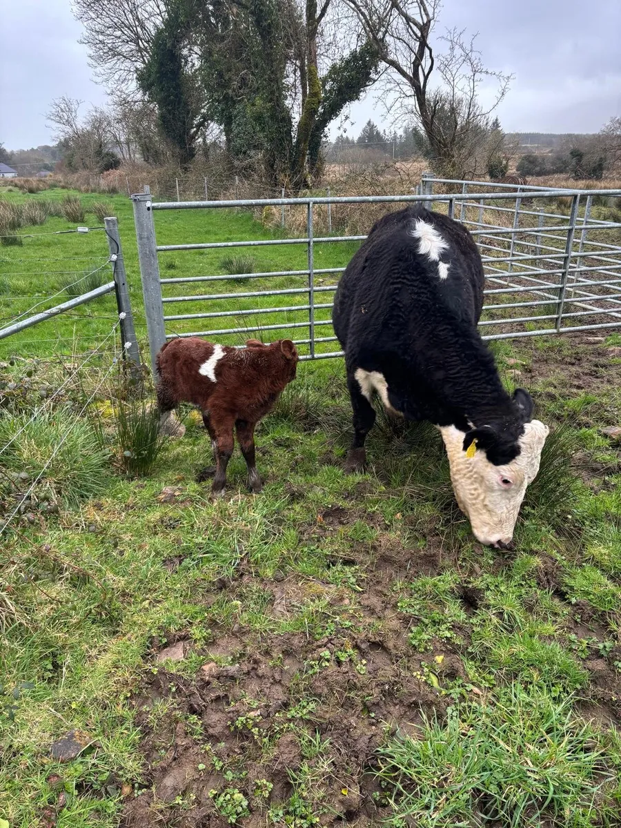 Whitehead cow shorthorn bull calf - Image 2