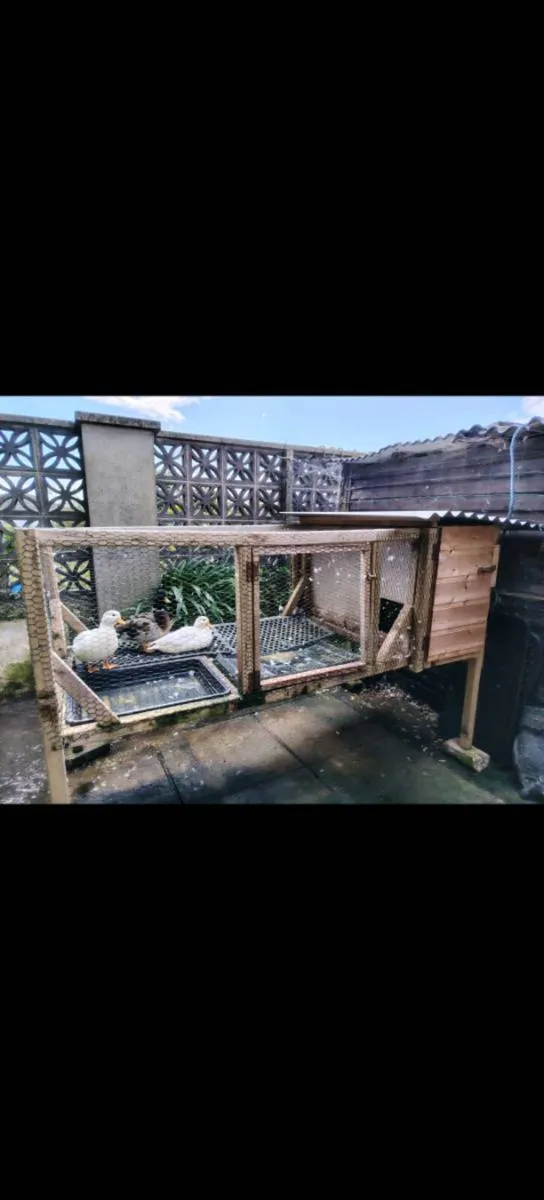Polish chickens, orpingtons, chicks - Image 2