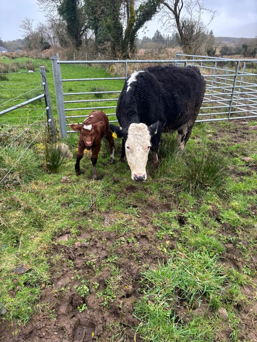 Whitehead cow shorthorn bull calf - Image 3