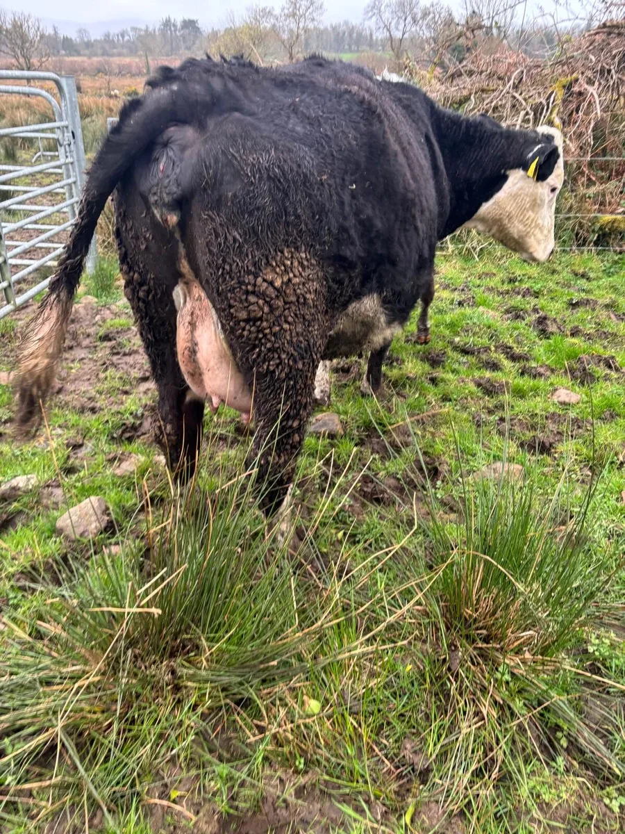 Whitehead cow shorthorn bull calf - Image 4