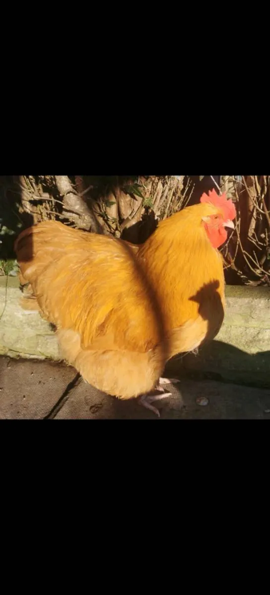 Polish chickens, orpingtons, chicks - Image 3