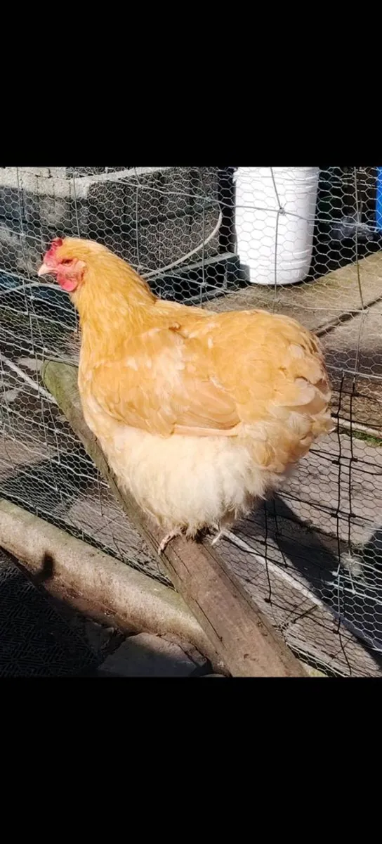 Polish chickens, orpingtons, chicks - Image 4