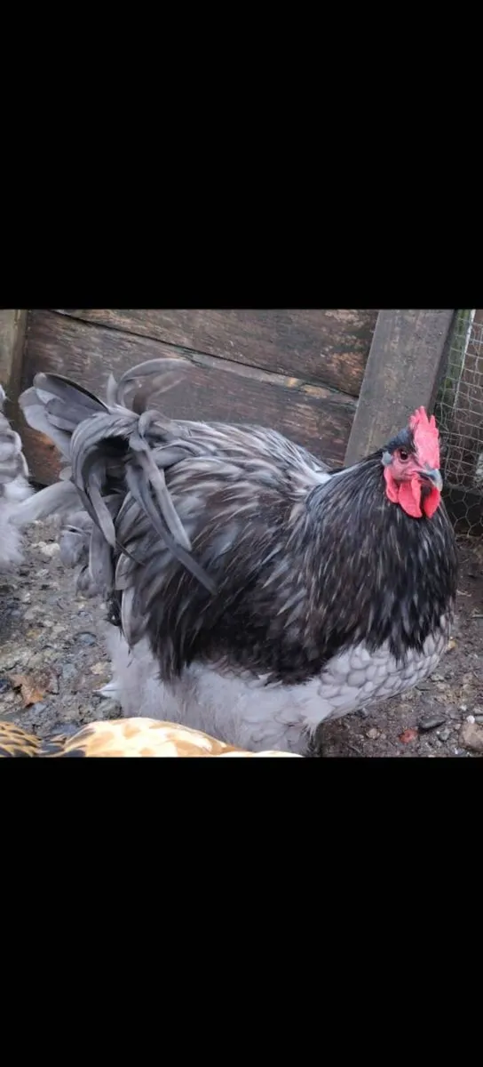 Polish chicks, orpingtons, quails, hatching eggs - Image 4