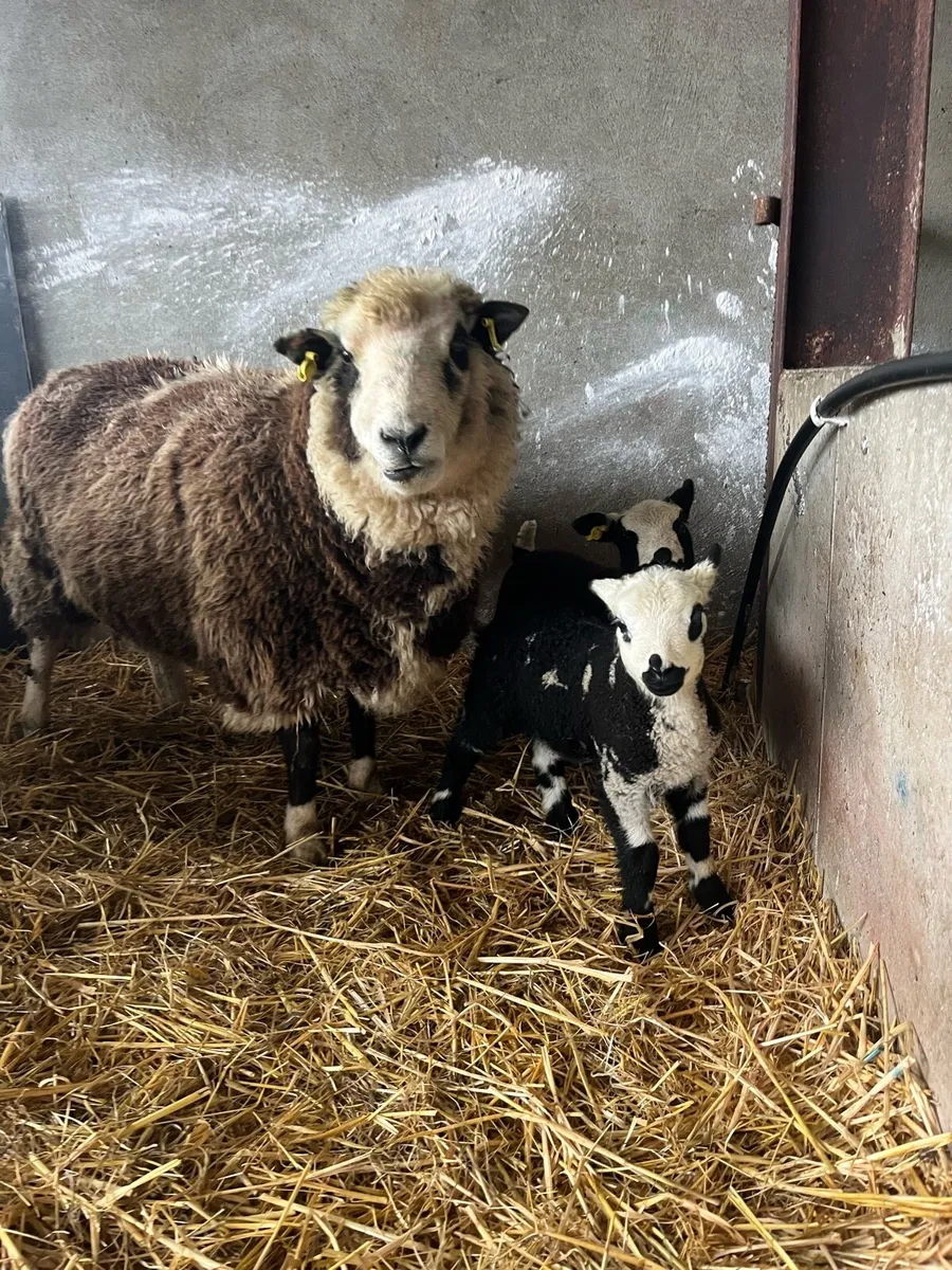 CRACKING EWE WITH TWO EWE LAMBS - Image 1