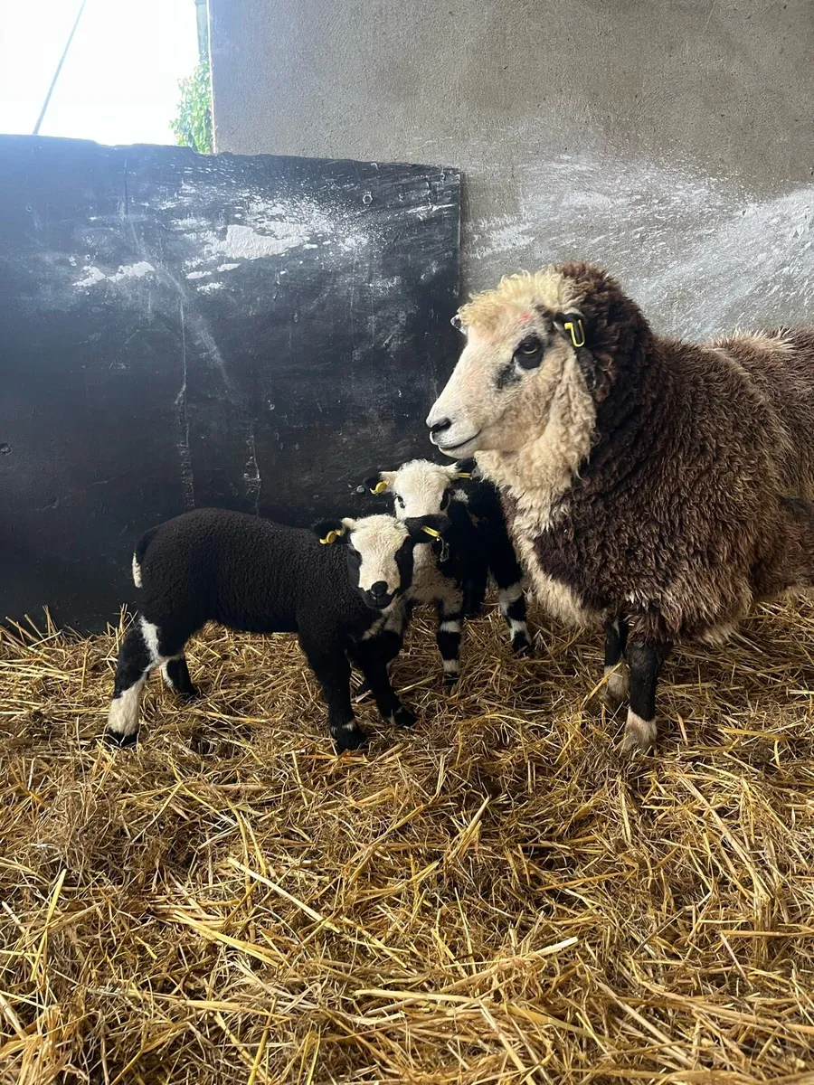 CRACKING EWE WITH TWO EWE LAMBS - Image 3