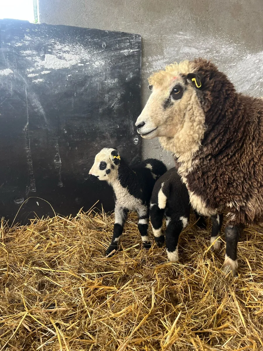 CRACKING EWE WITH TWO EWE LAMBS - Image 4