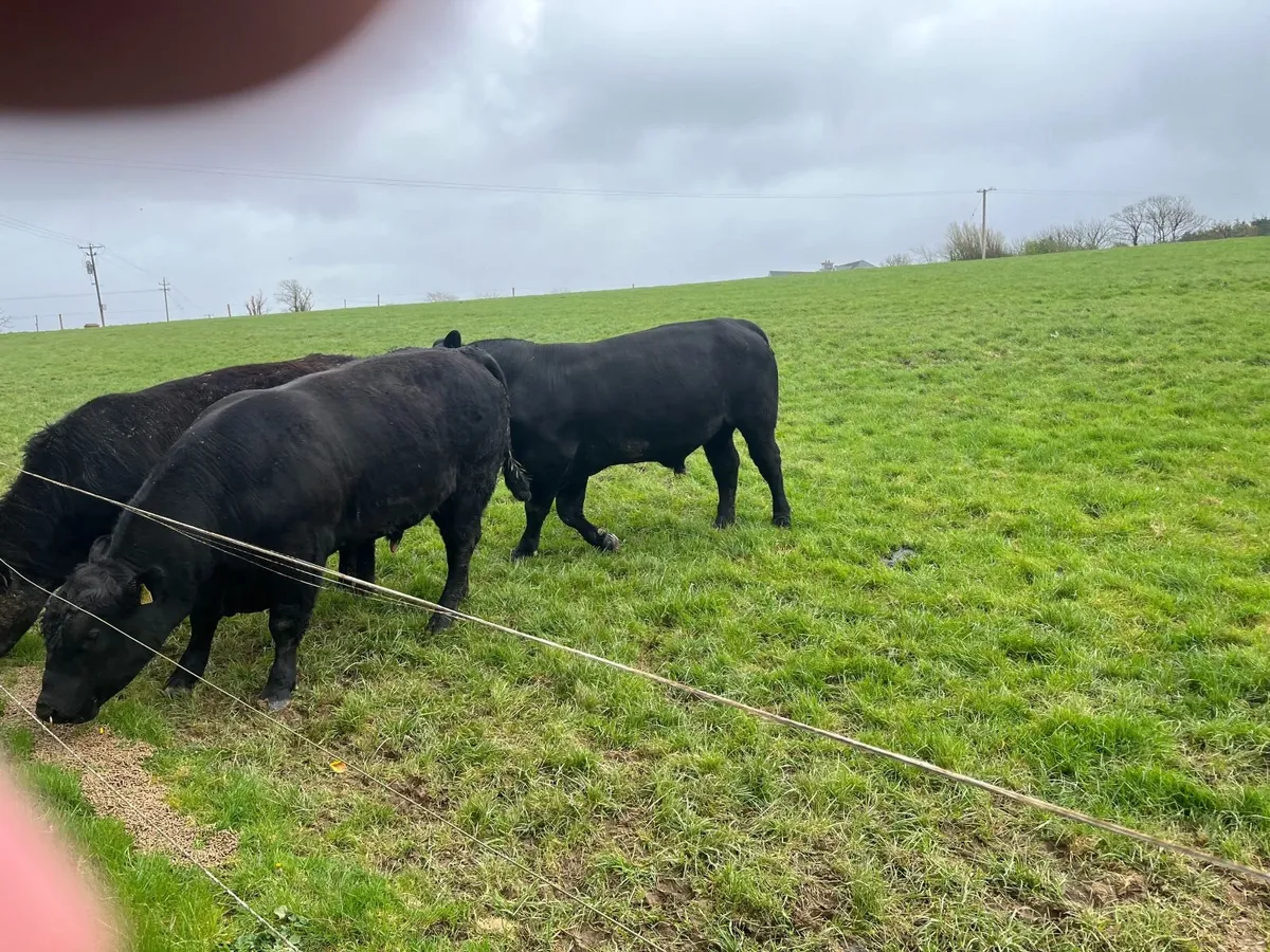 Aberdeen Angus Bulls - Image 1