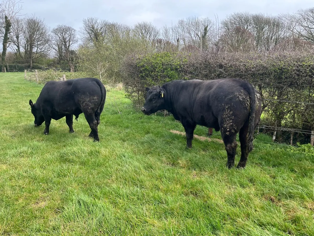 Aberdeen Angus Bulls - Image 2