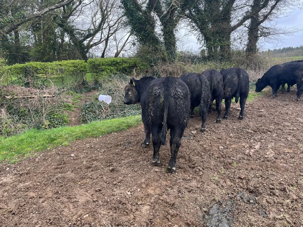 Aberdeen Angus Bulls - Image 4