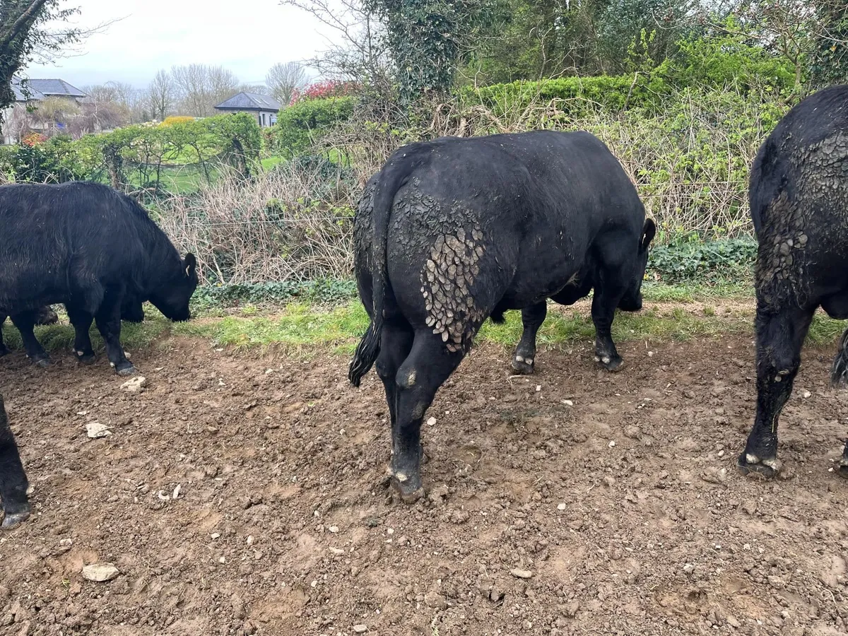 Aberdeen Angus Bulls - Image 3