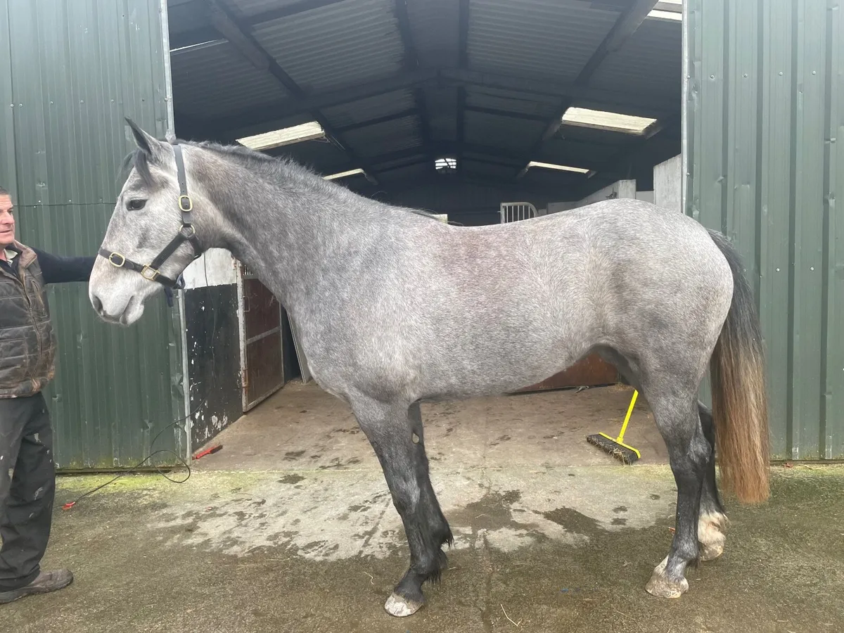 15.1 Full Irish Draught - Image 1