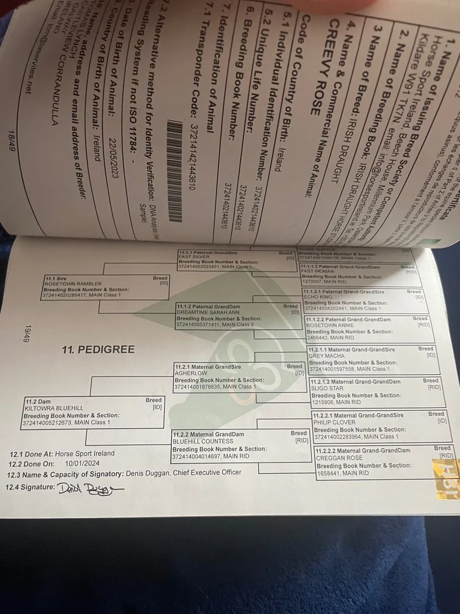 15.1 Full Irish Draught - Image 2