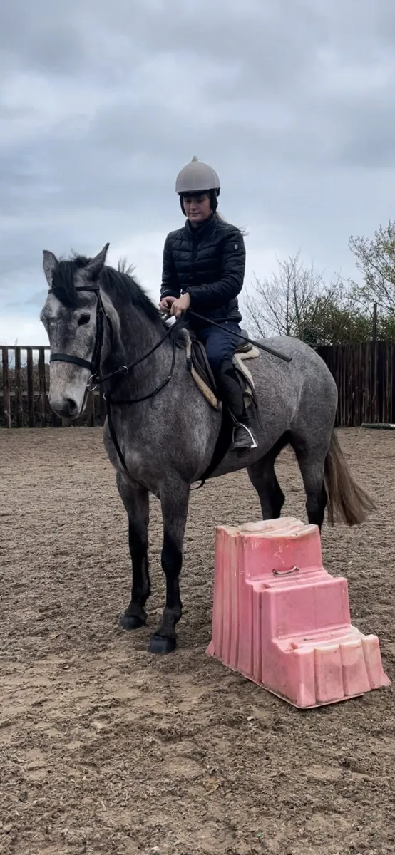 15.1 Full Irish Draught - Image 4