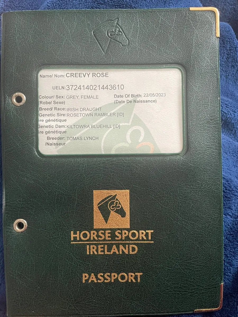 15.1 Full Irish Draught - Image 3