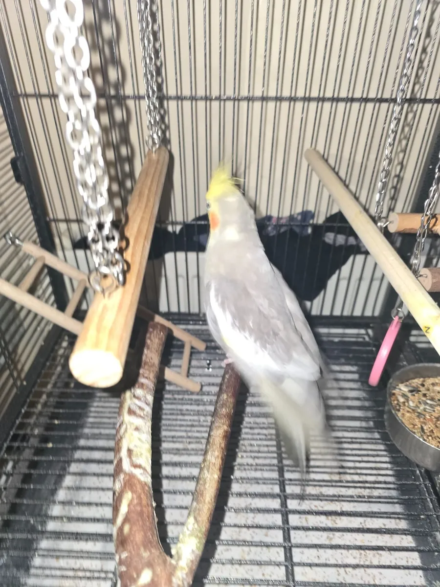 Handreader cockatile - Image 2