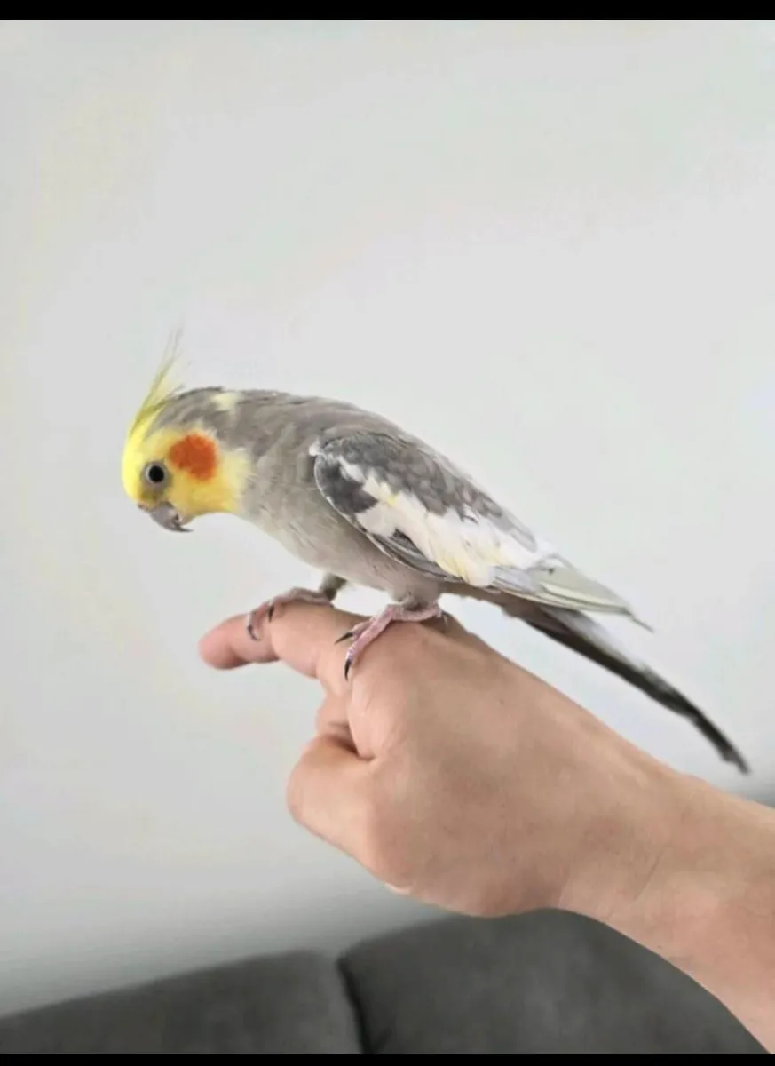 Handreader cockatile - Image 1