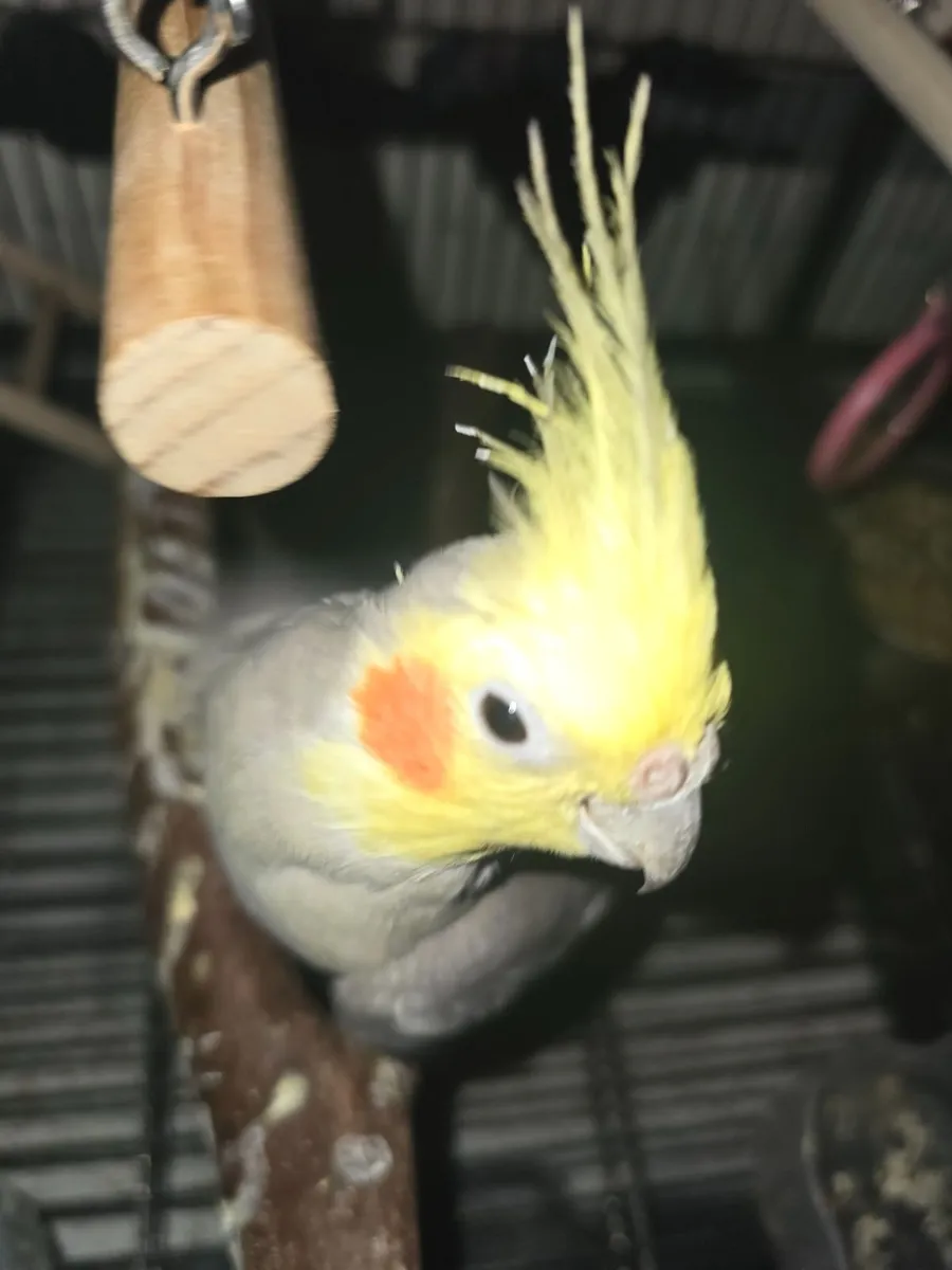 Handreader cockatile - Image 4