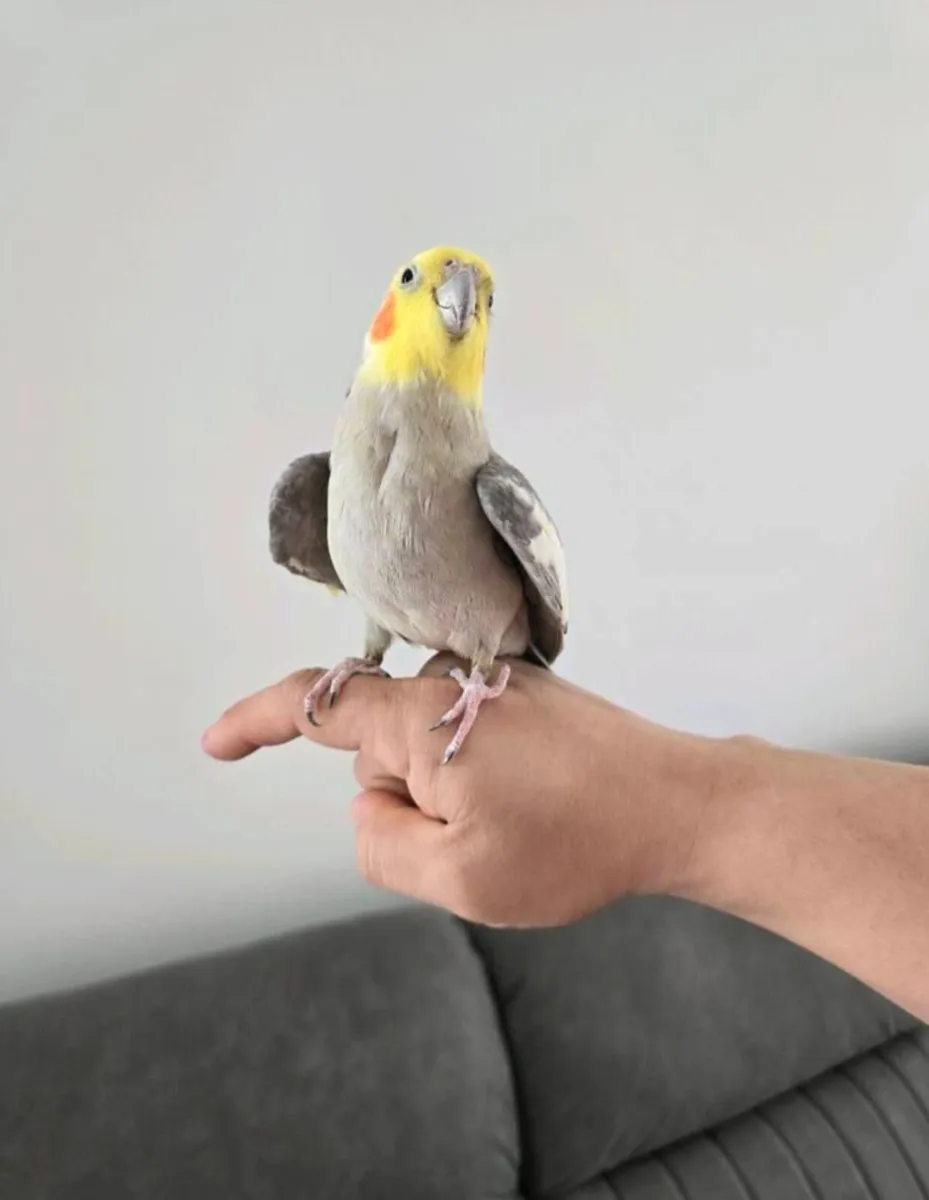 Handreader cockatile - Image 3