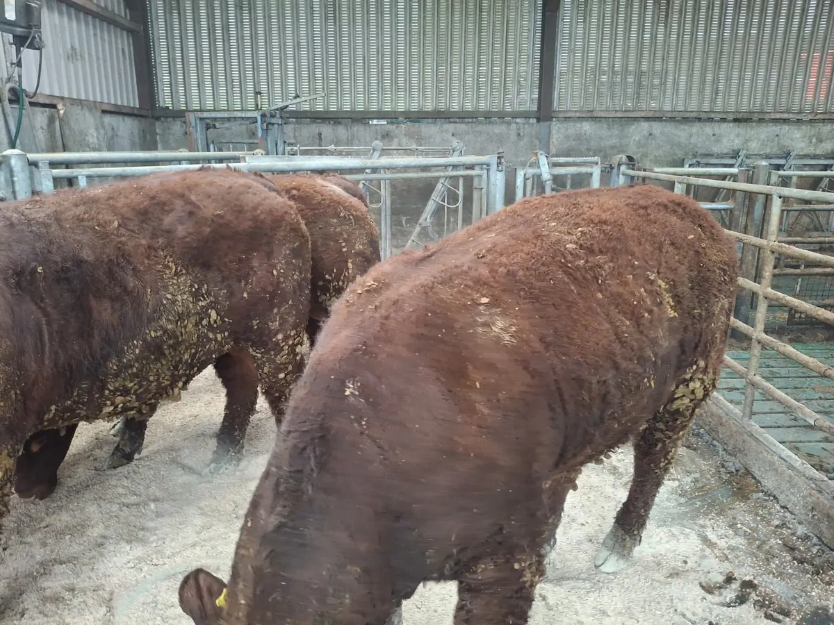 Pedigree saler bulls - Image 2