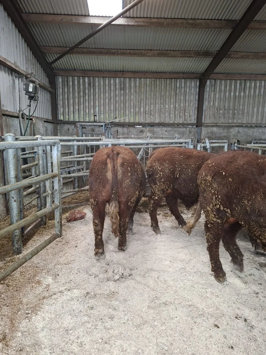 Pedigree saler bulls - Image 3