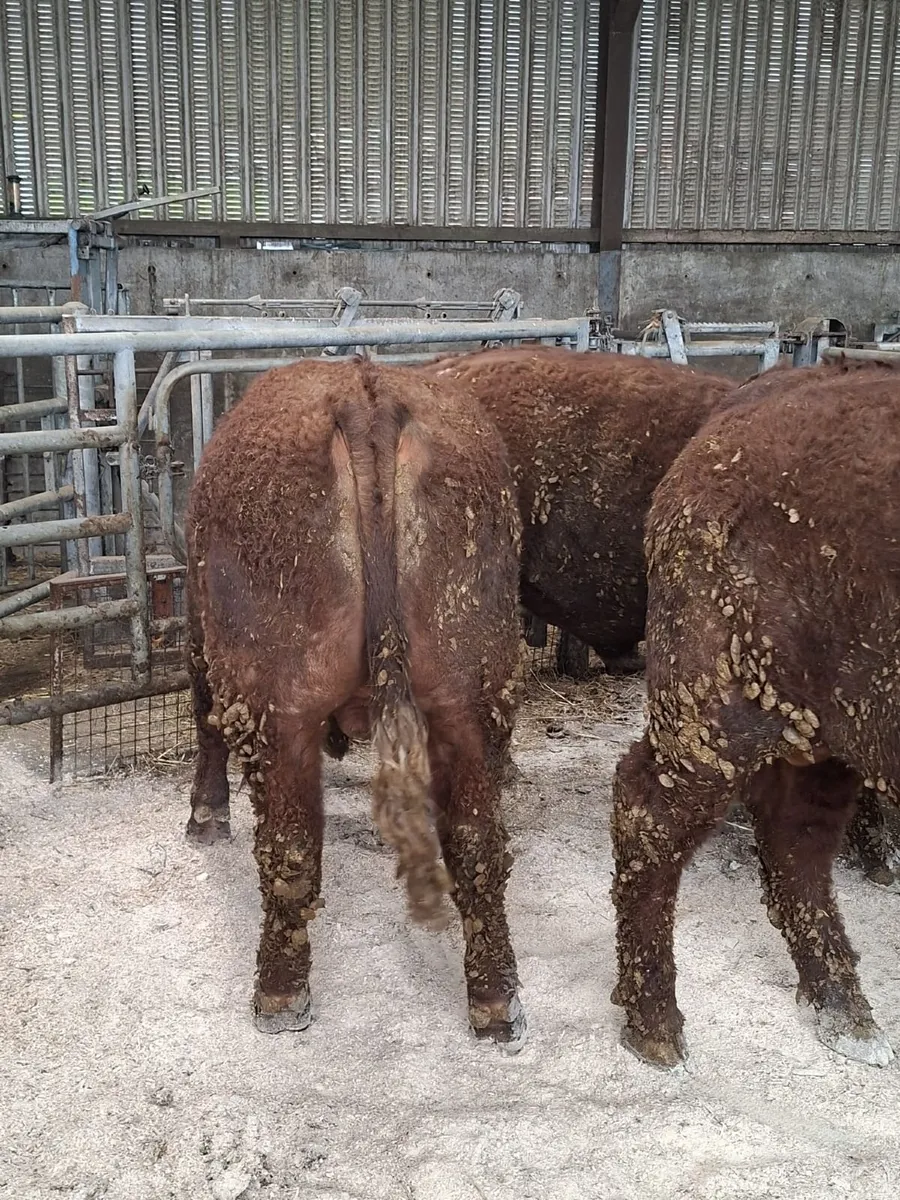 Pedigree saler bulls - Image 4