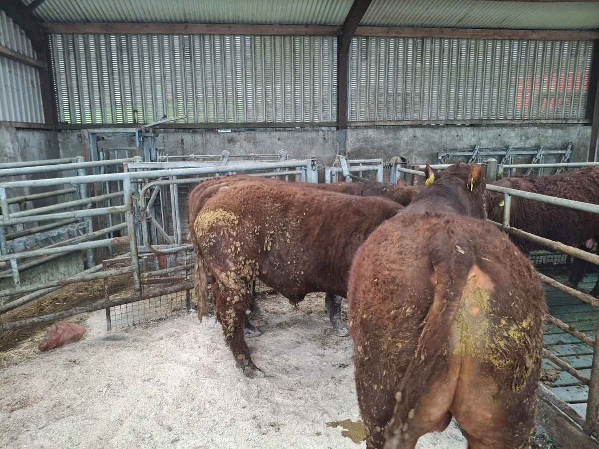 Pedigree saler bulls - Image 1