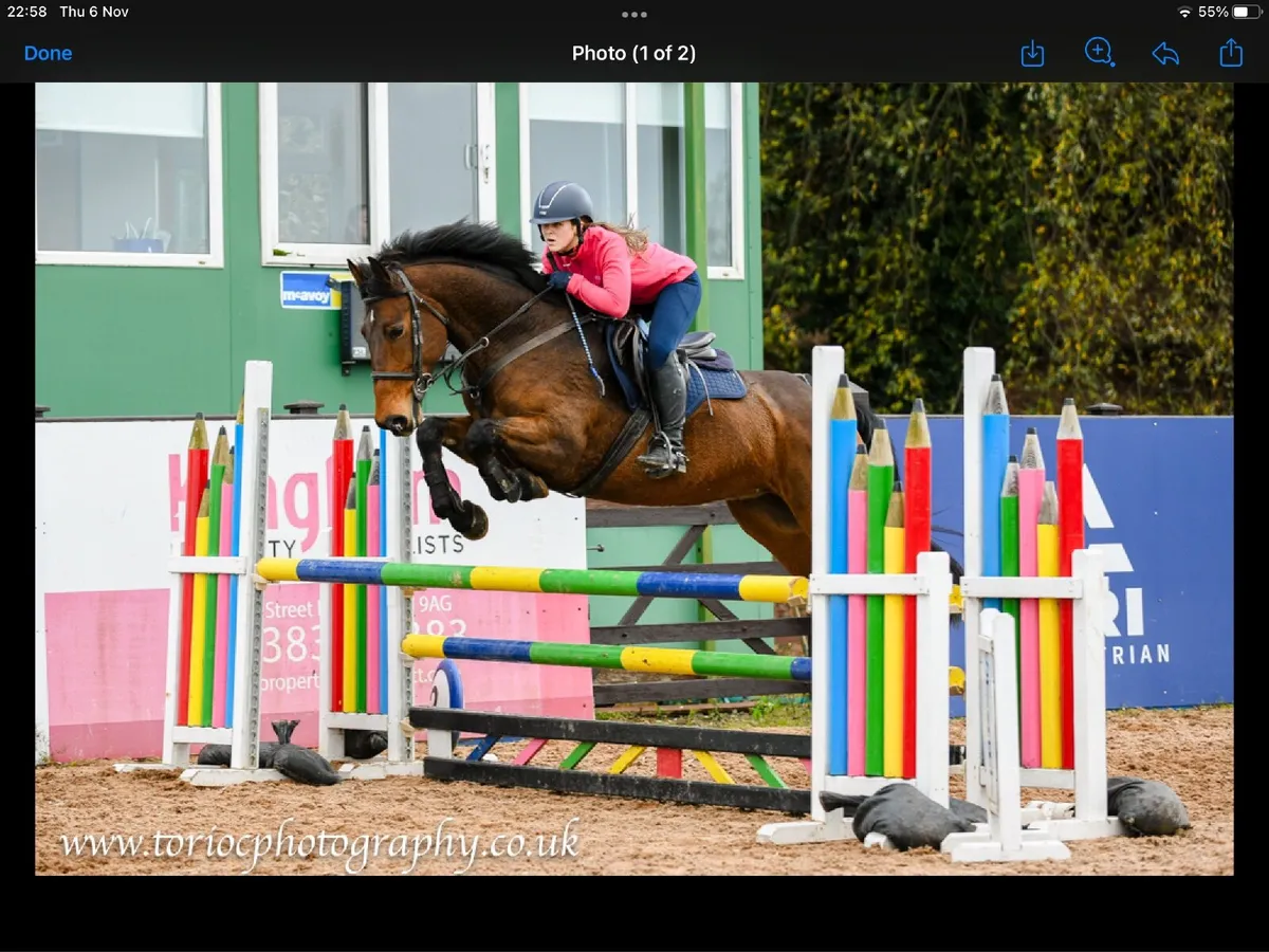 Amateur/YR horse - Image 1