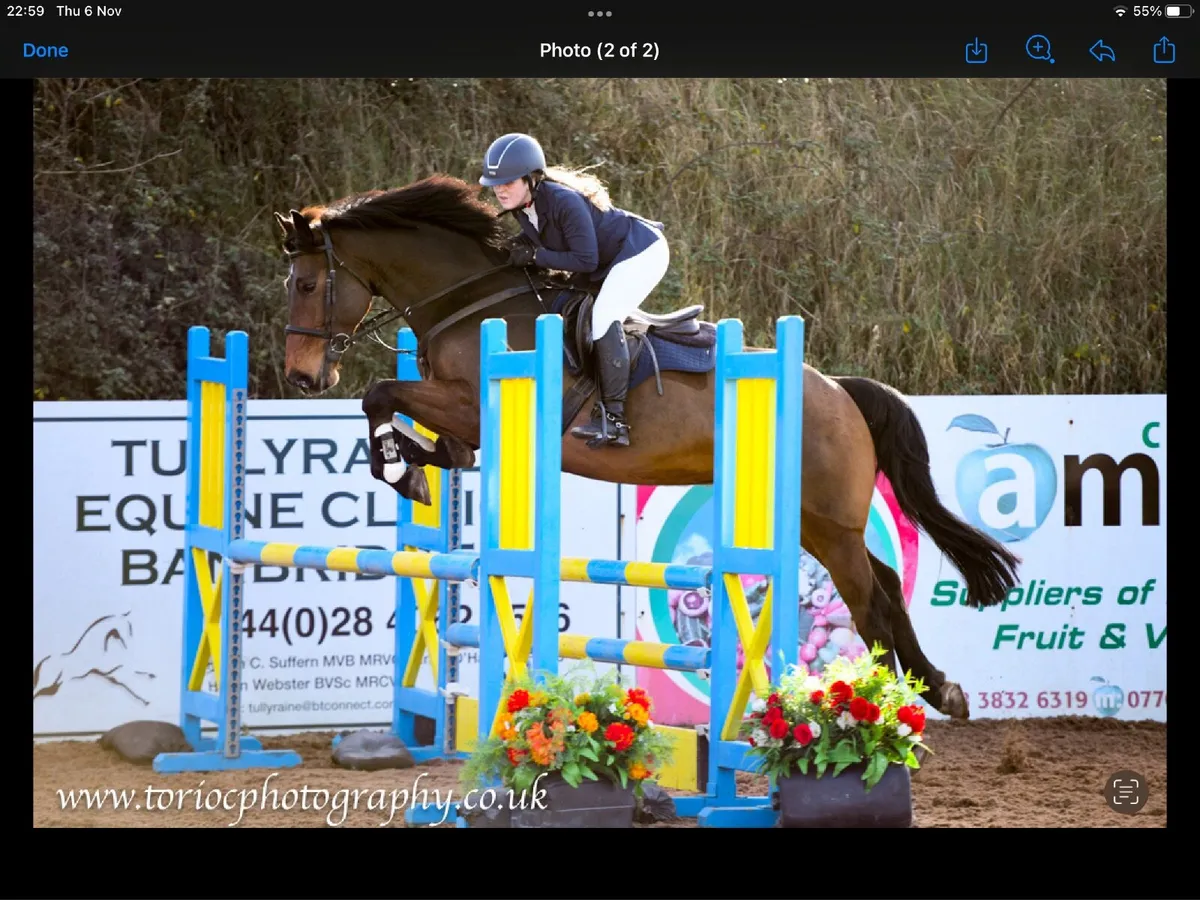 Amateur/YR horse - Image 2