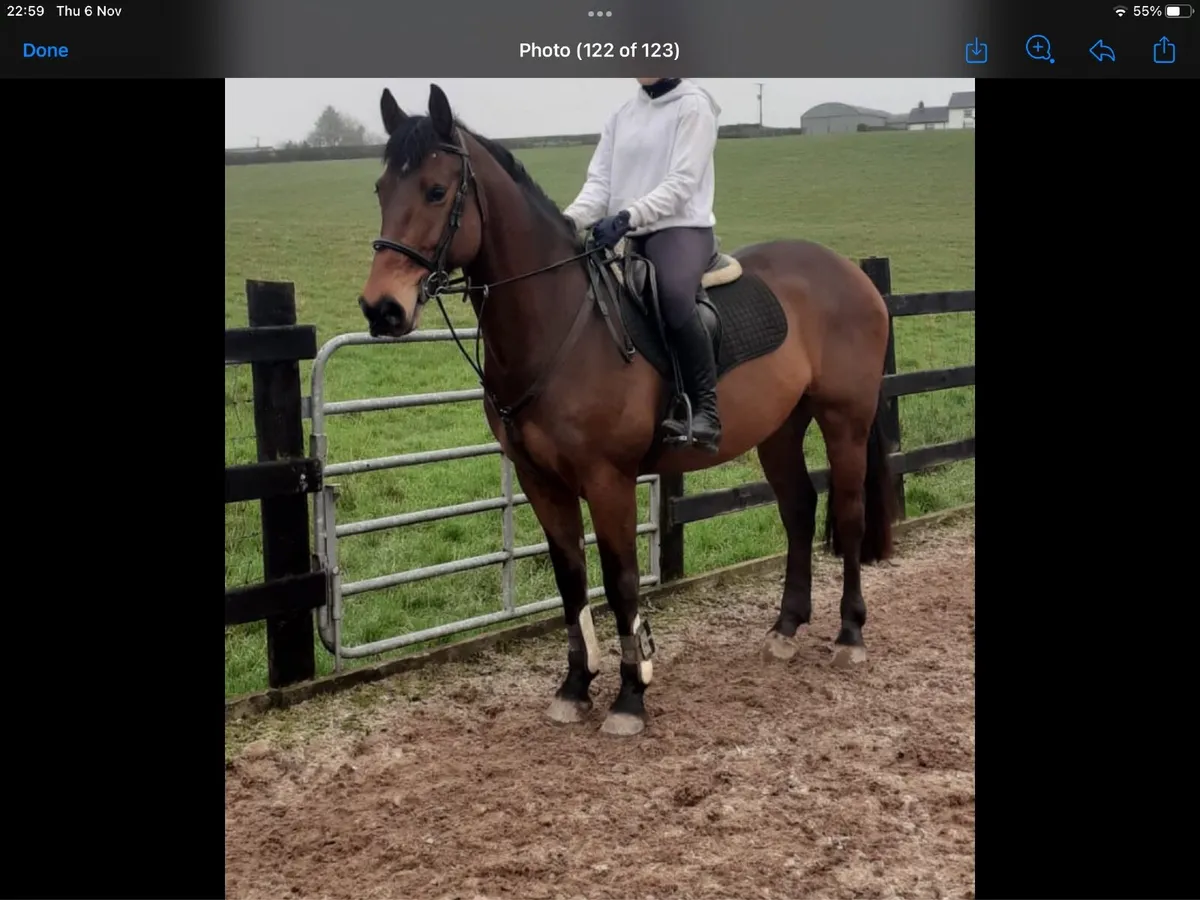Amateur/YR horse - Image 3