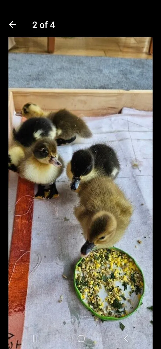 Ducklings - Image 2