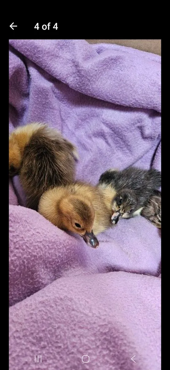 Ducklings - Image 3