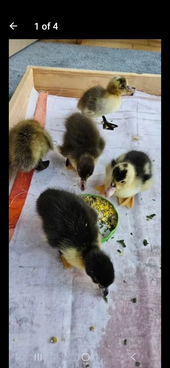 Ducklings - Image 4