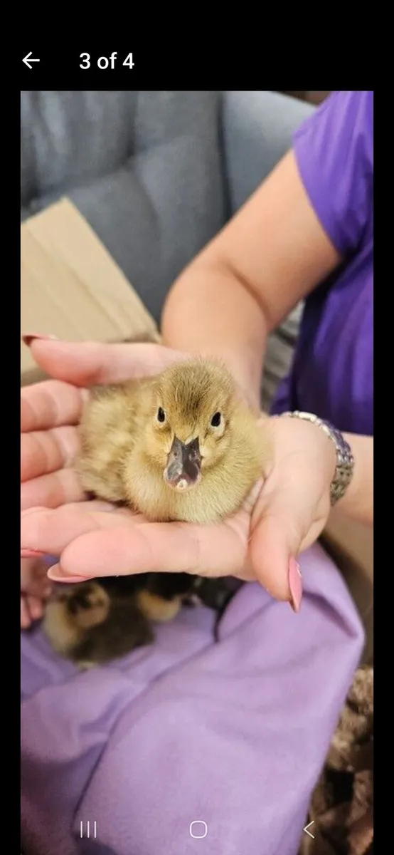 Ducklings - Image 1