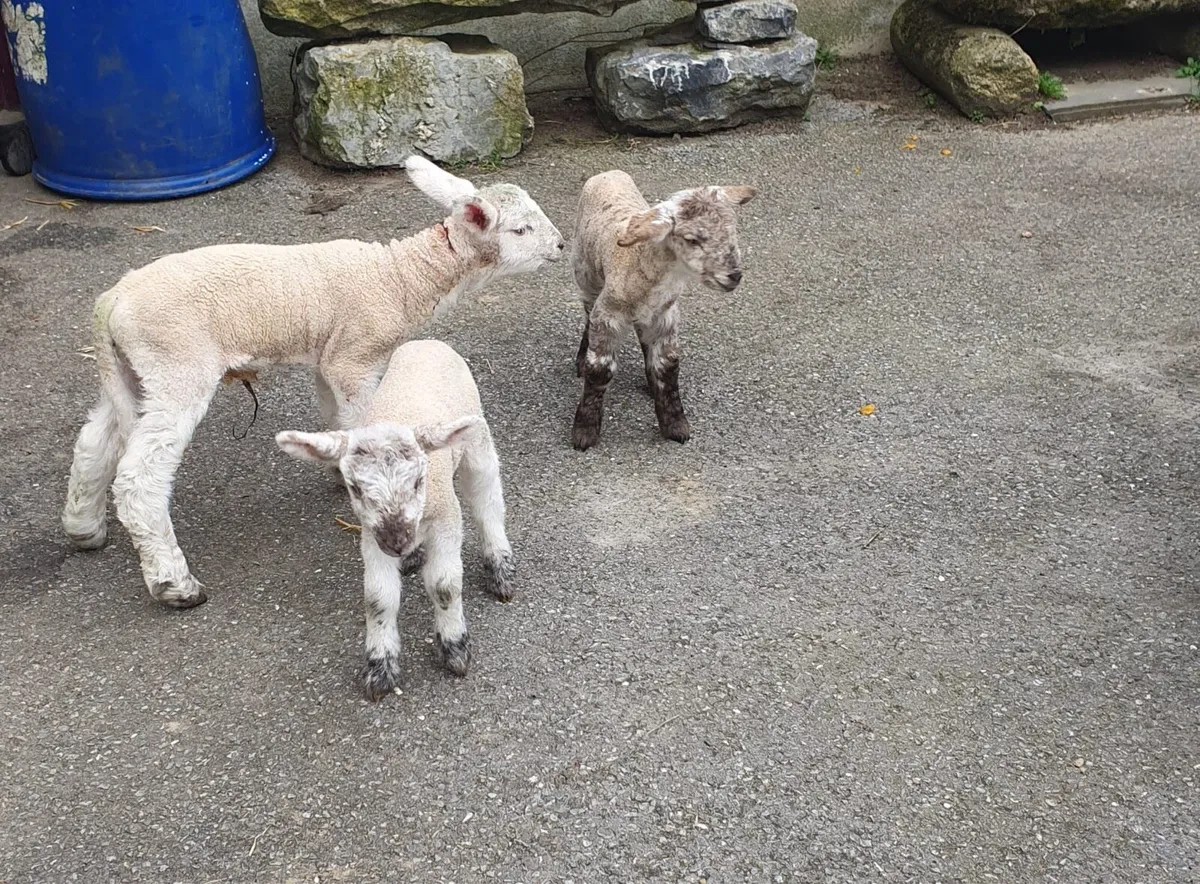 Pet lambs - Image 1