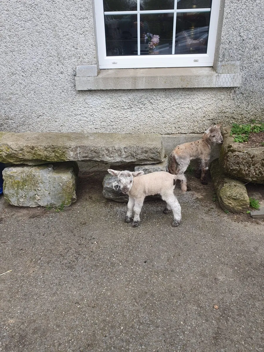 Pet lambs - Image 2