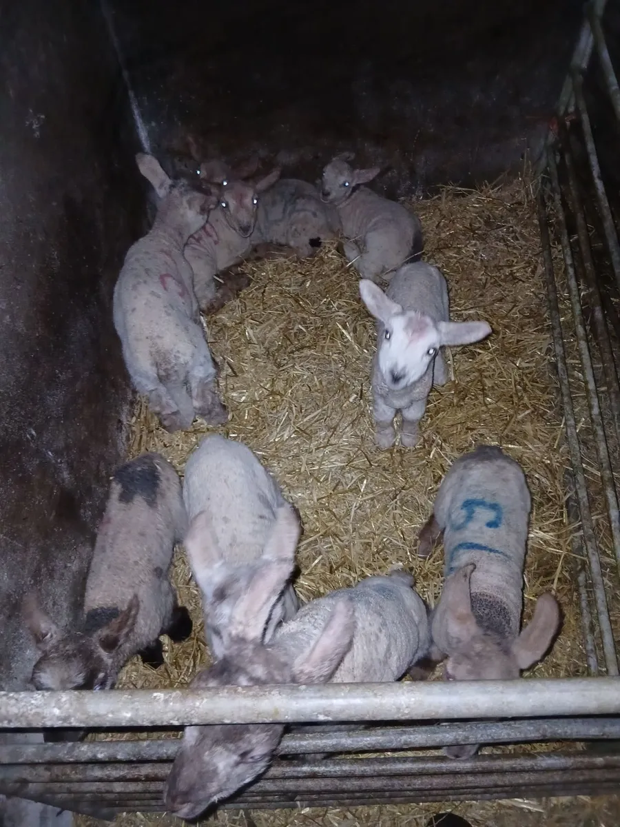 Lambs for Sale - Image 2