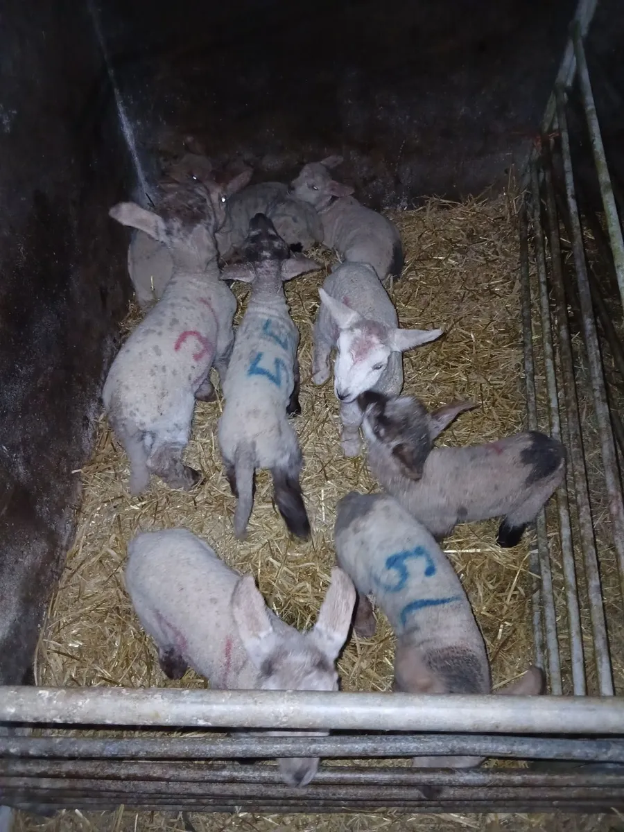 Lambs for Sale - Image 1