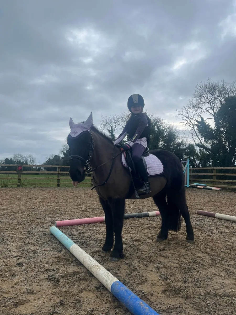 12.2 pony - Image 2