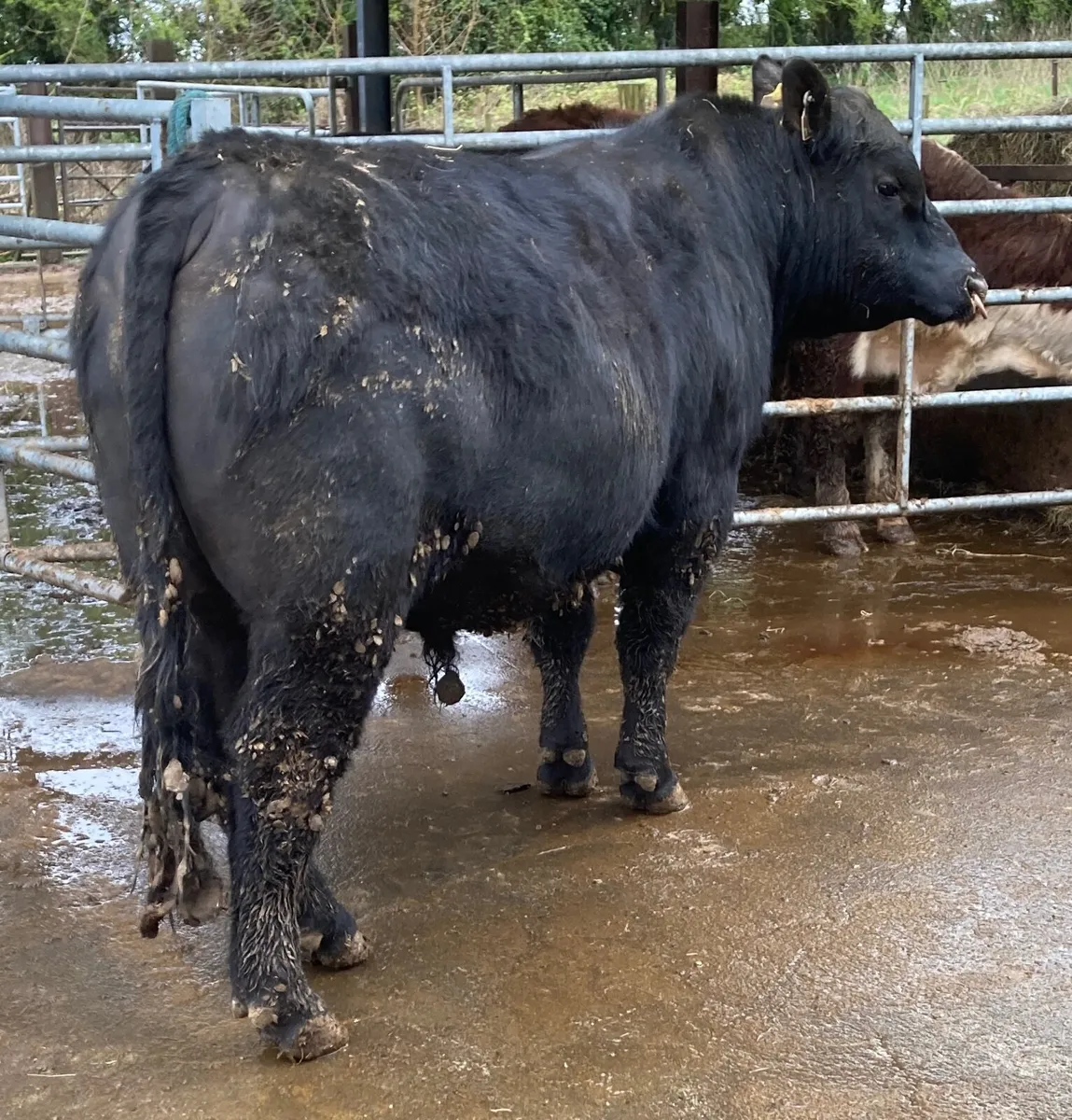 Angus bulls - Image 1