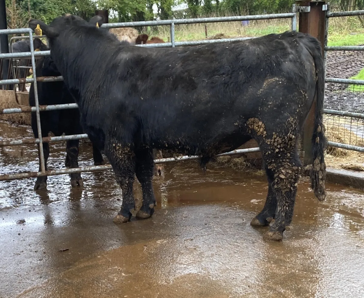Angus bulls - Image 2
