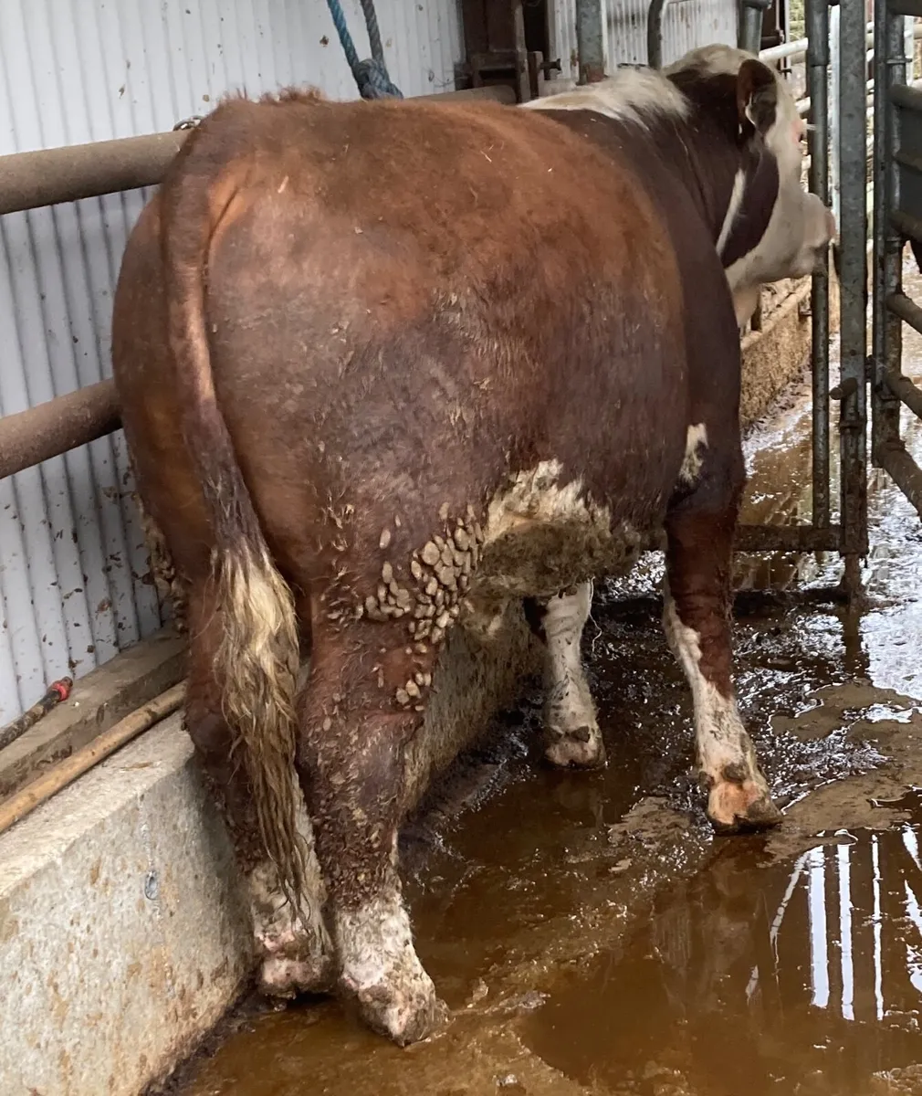 Hereford bulls - Image 1