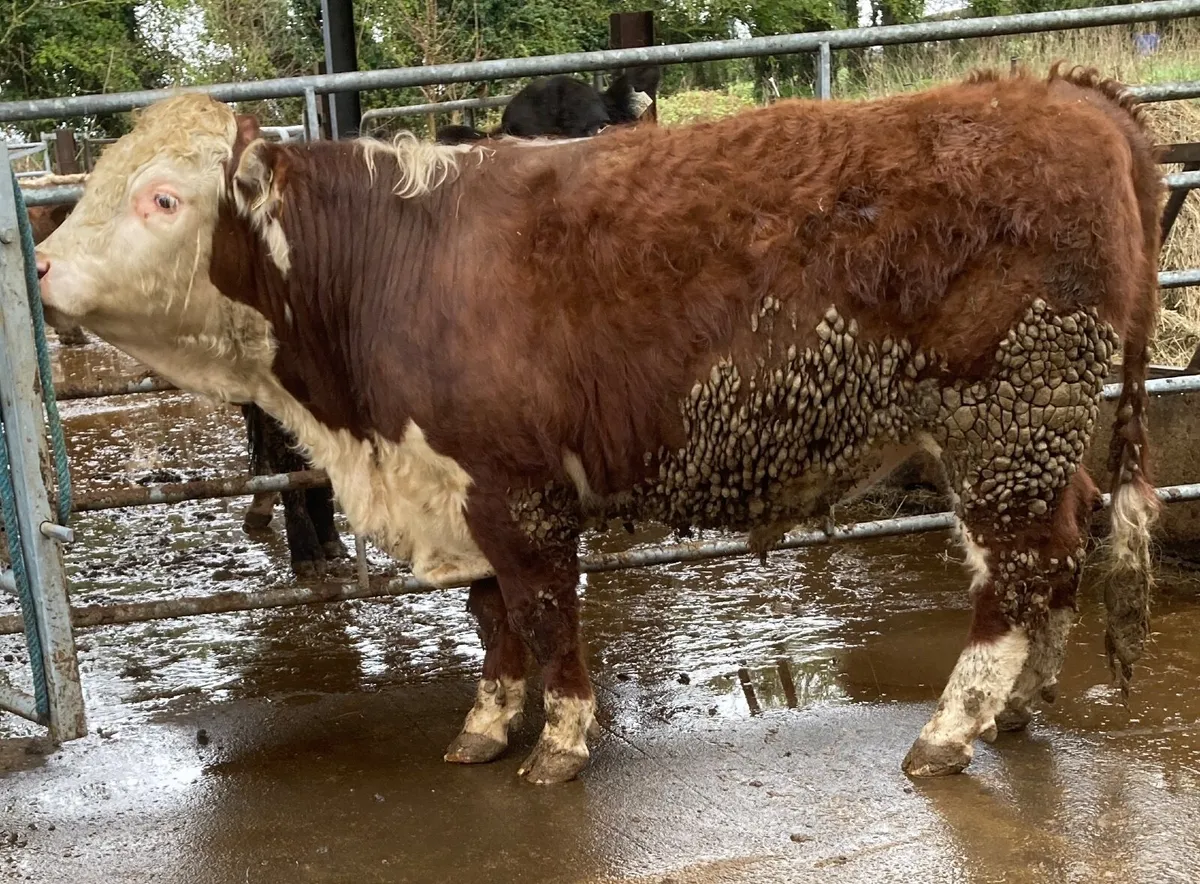 Hereford bulls - Image 2