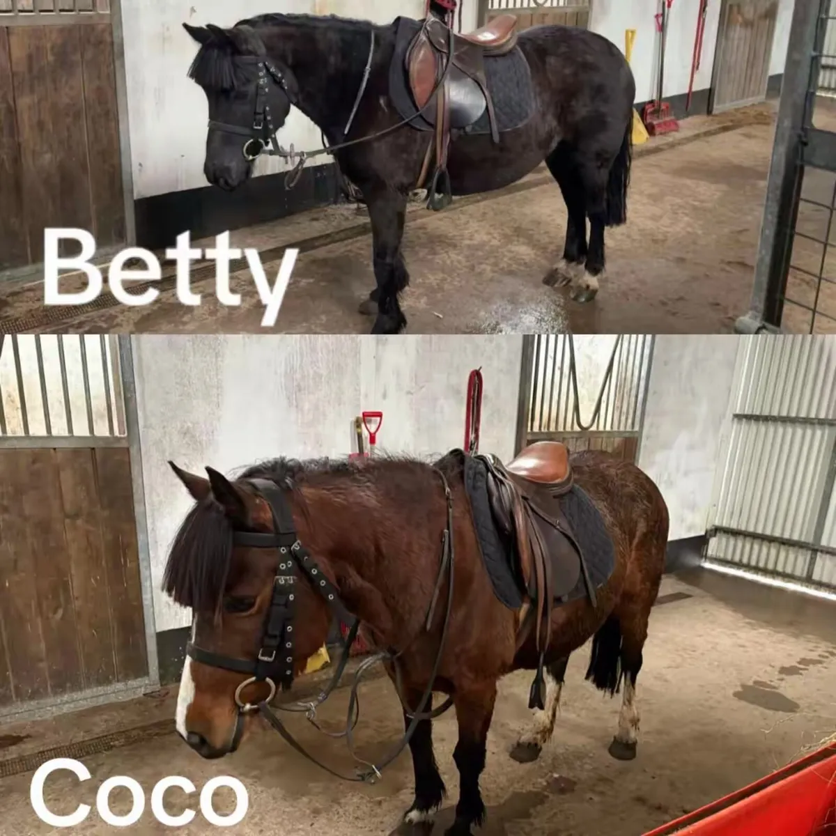 !Quiet ponies/cobs ! - Image 3